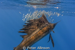 Sailfish closeup by Peter Allinson 